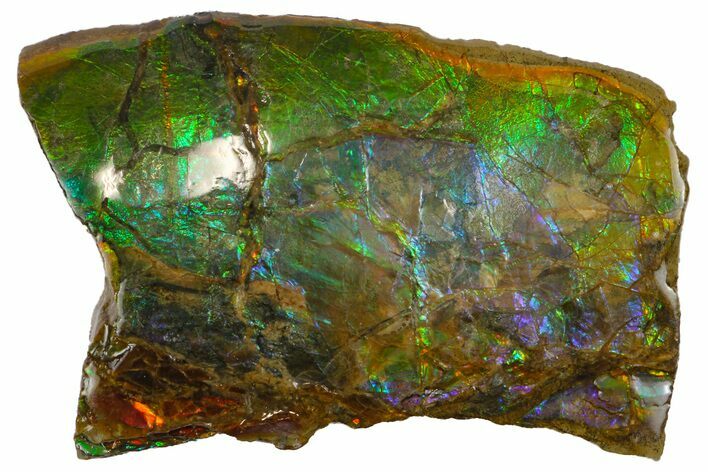 Iridescent Ammolite (Fossil Ammonite Shell) - Alberta, Canada #162382